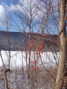 Photo By: Karen Schreiner. Photo taken: Ontario County, NY on 12 January 2009
